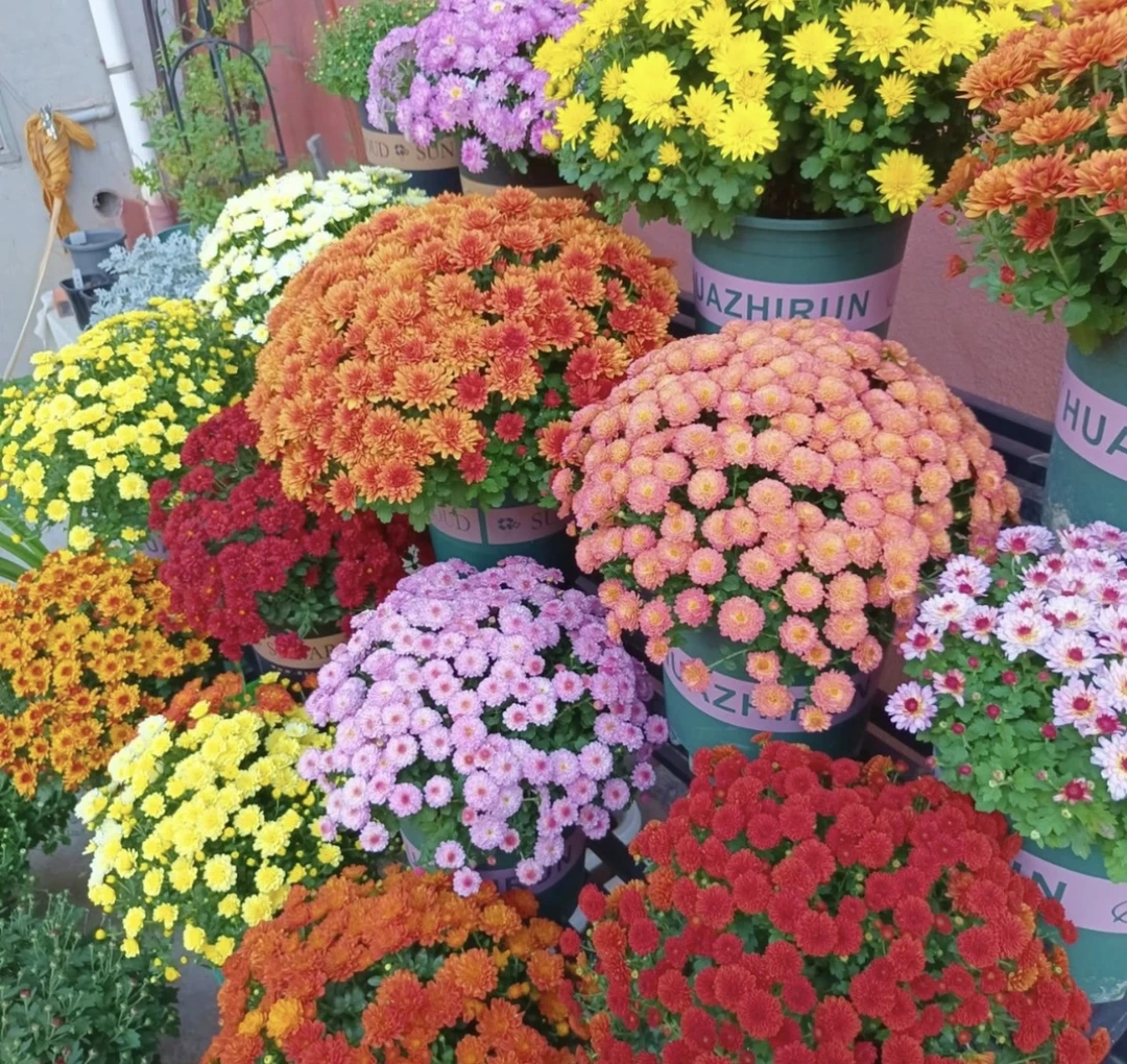 千头菊球菊  耐寒耐热大花量多年生植物 新手易养护