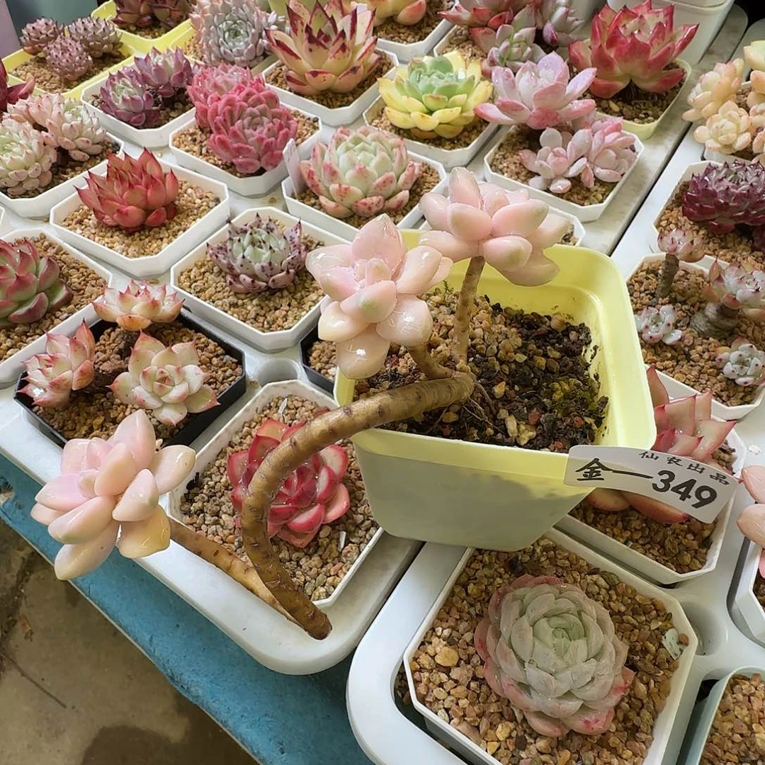 美杏锦，349，仙农出品多肉