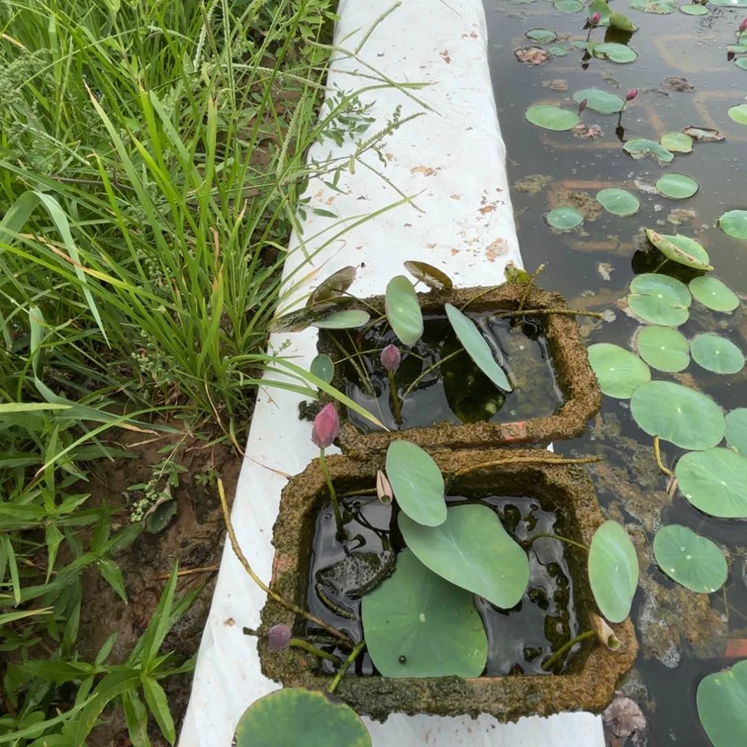 安***丢全部花苞小霓裳906号