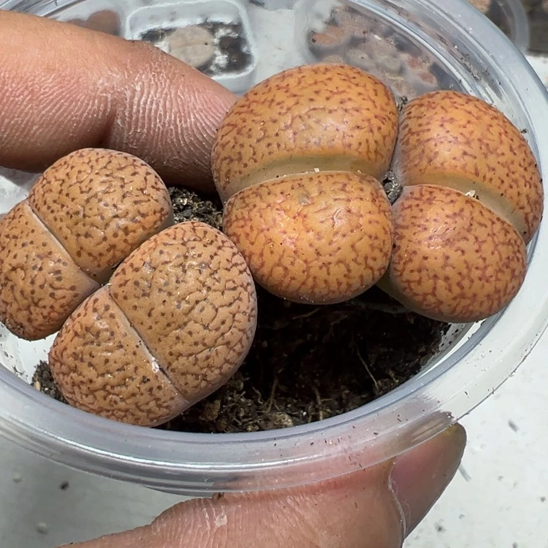 【闪购商品】 016。