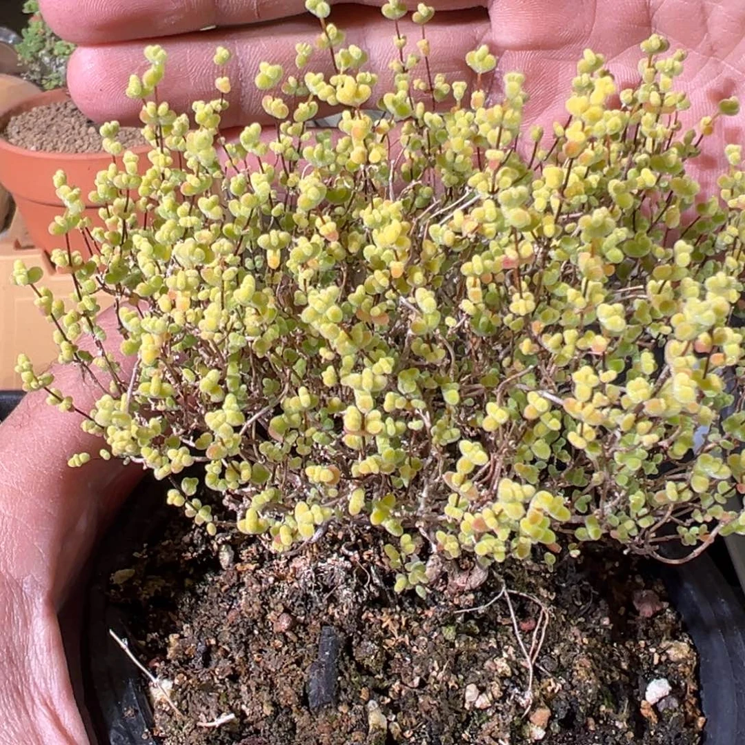 金莱斯120盆老桩福利