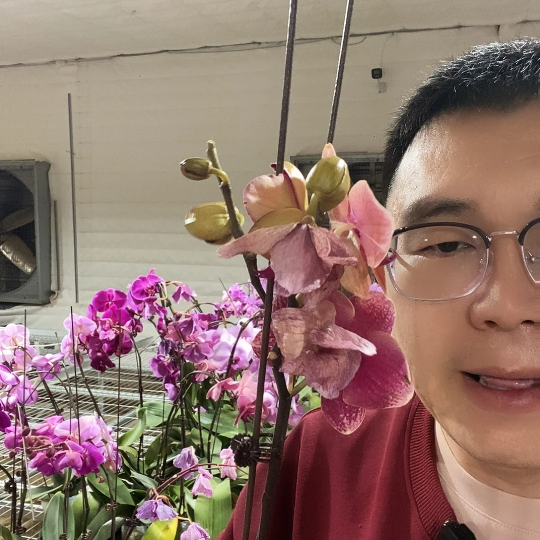 完全开放欧品花花后苗不挑混发三颗带花发