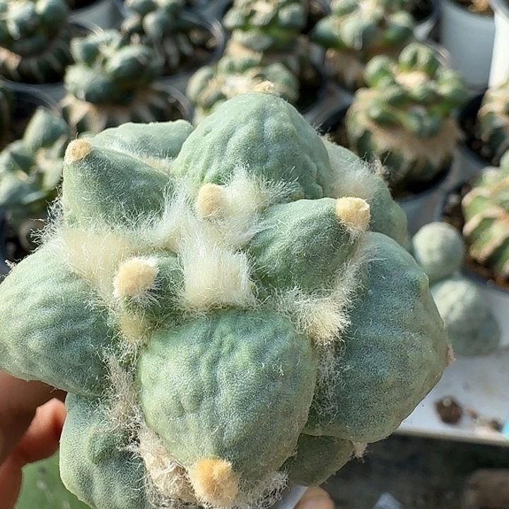 无花朵245白肌达摩怒涛