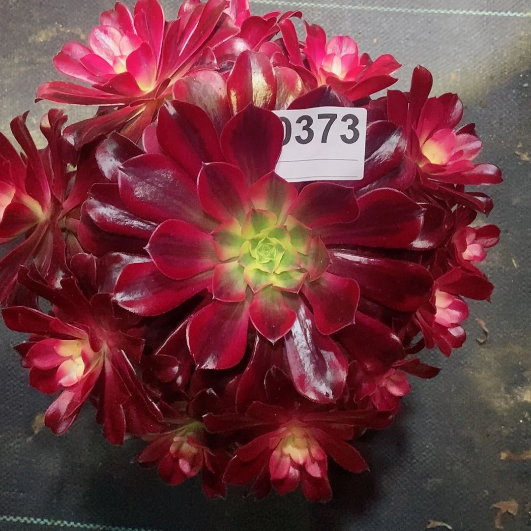 红陶0373美杜莎3多肉