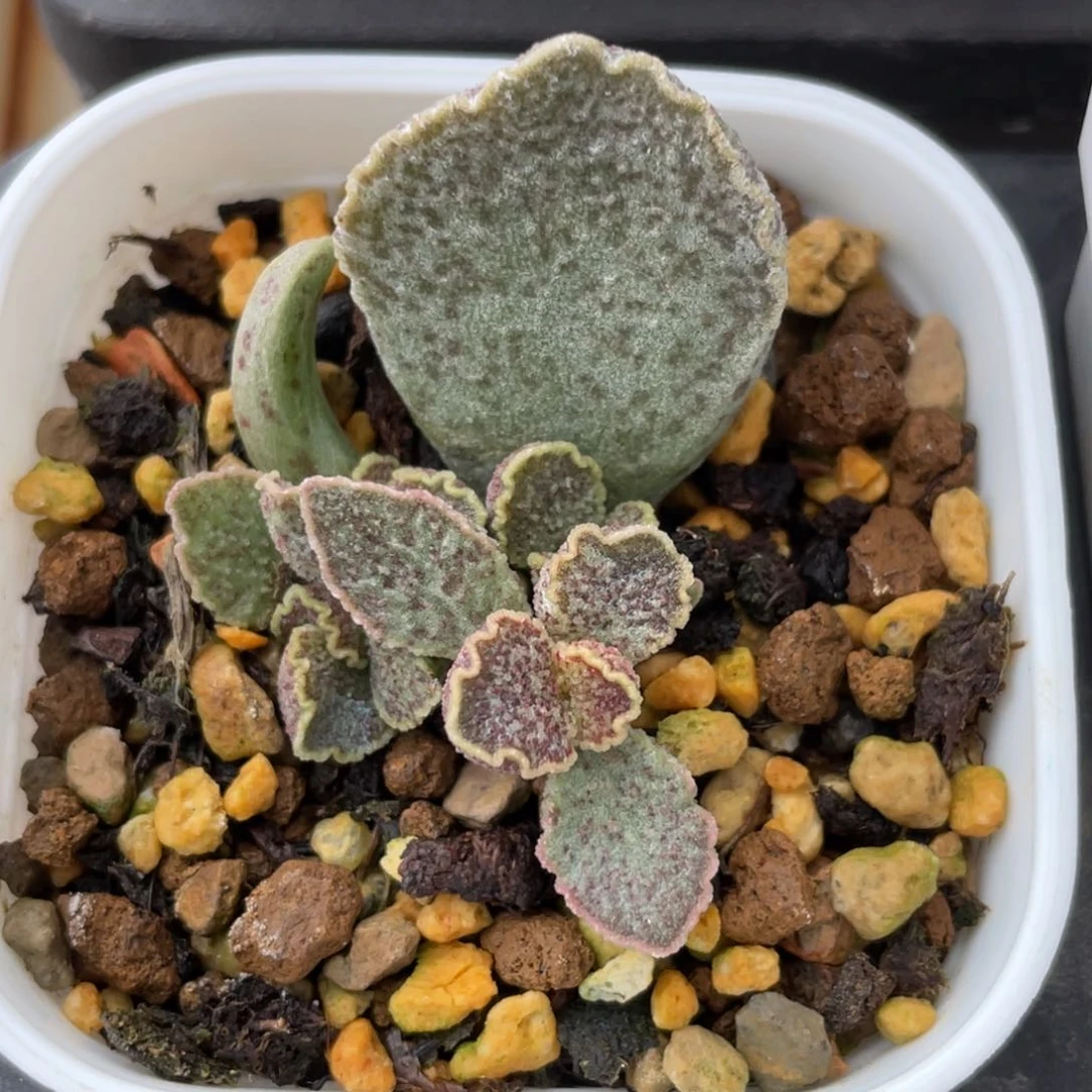 花螺多肉植物水泡