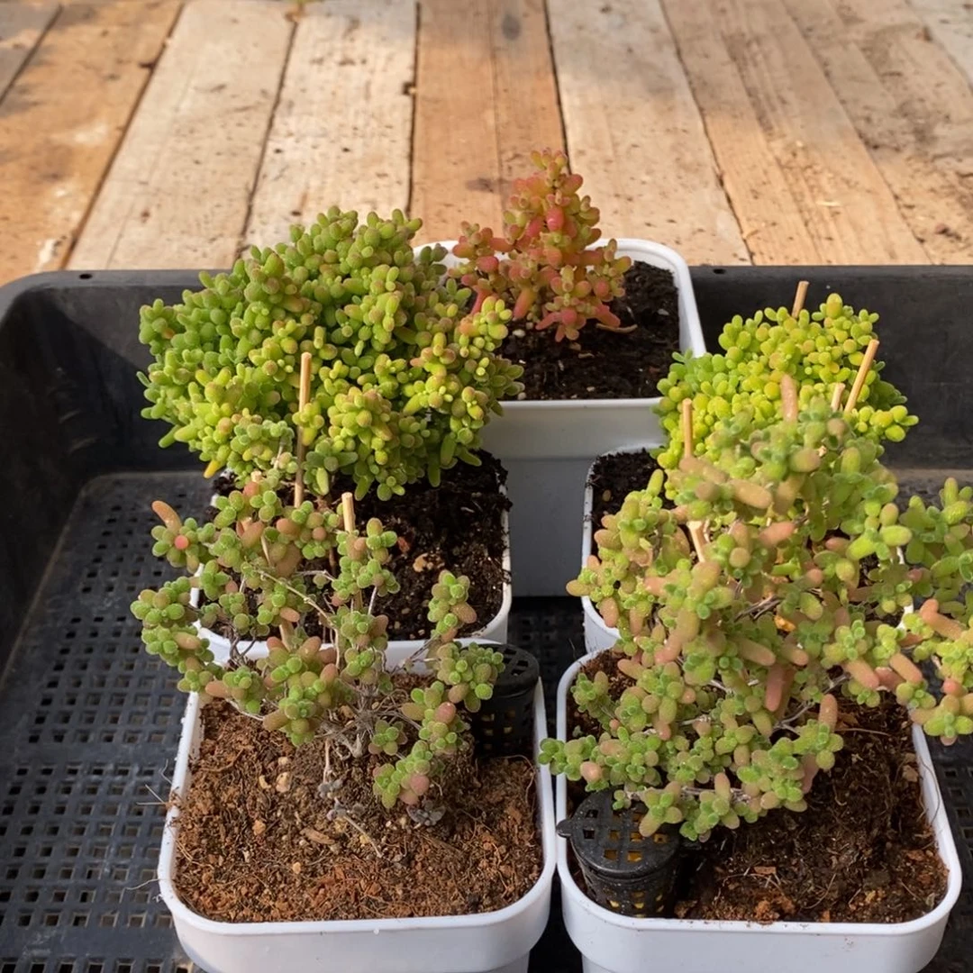 H***0枝干番杏多肉植物690