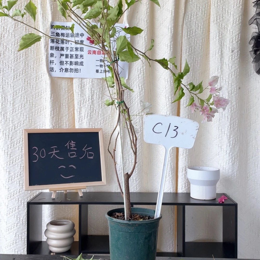 u***i大量花朵（建议范围：8朵-15朵 或40%以上）广红樱C13