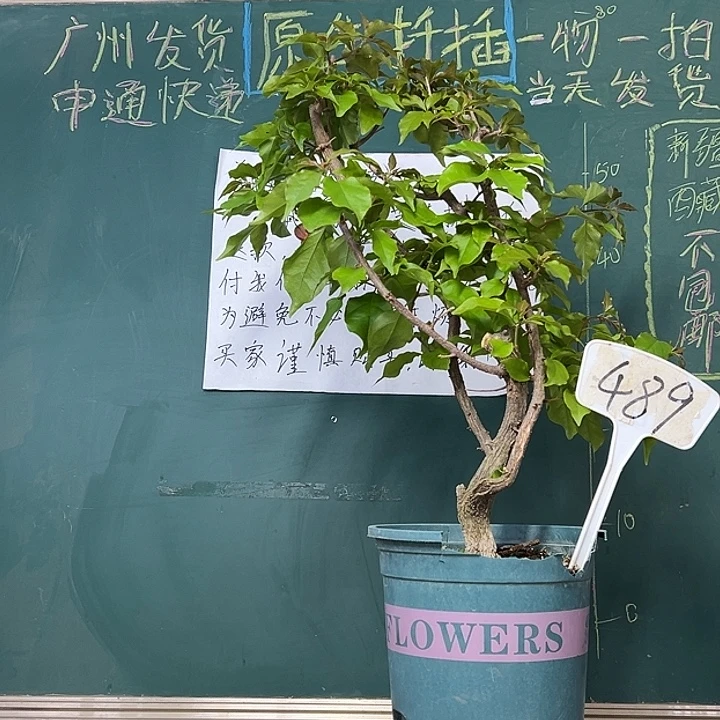 当前无花栽培后可以开花热火桑巴 原生树头489