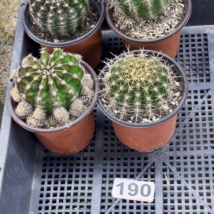 190彩草4盆一物一图如图带盆