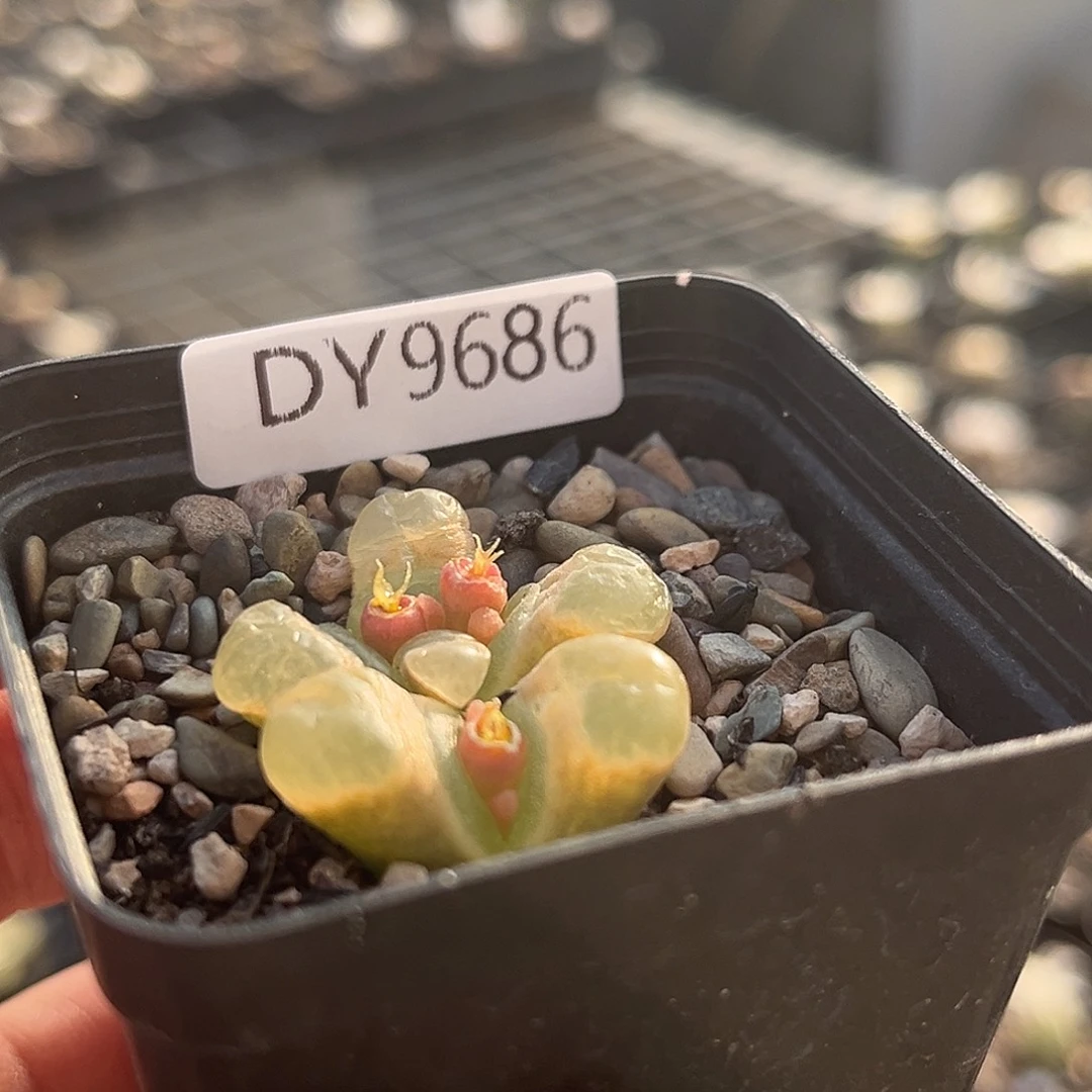 一物一拍磁铁9686