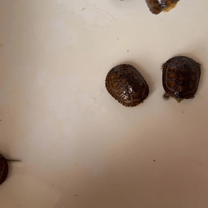 母绿毛龟小青龟6号