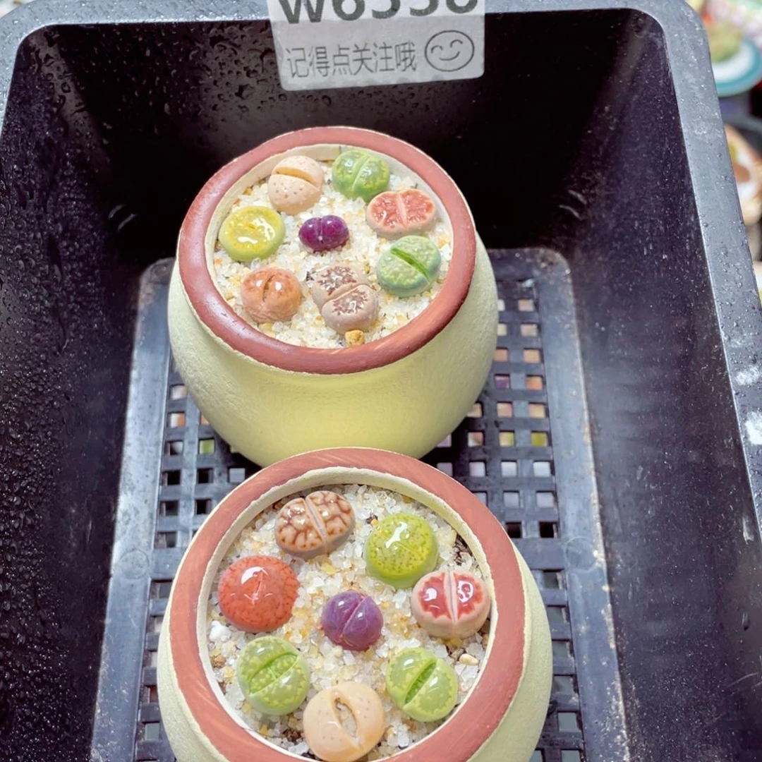 w6338大肚锅 一份一盆量拍