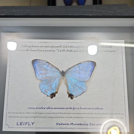 六***蝴蝶标本定制024号