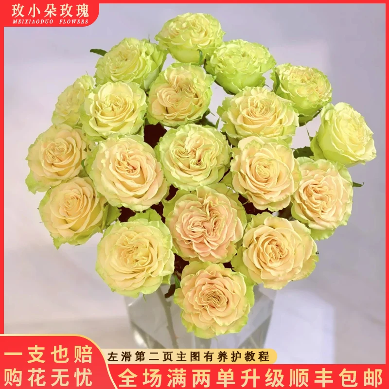 【北方玫小朵玫瑰&上官婉儿】花期持久 产地直发 一单韵达两单顺丰