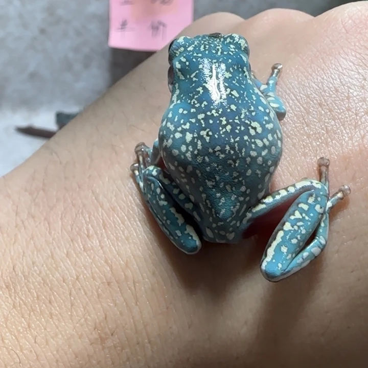 老爷树蛙6 魔鬼蓝暴雪