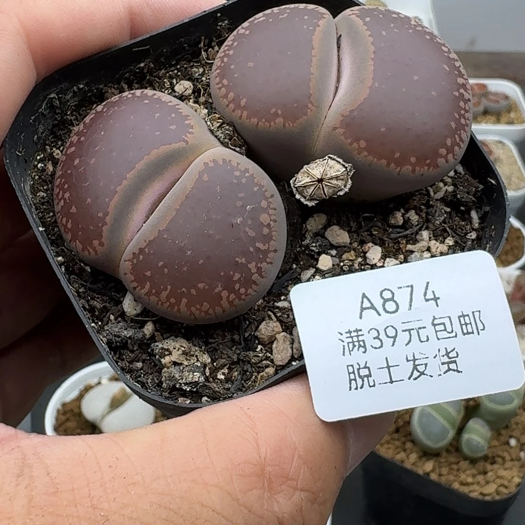 874多肉哈哈哈哈哈哈哈