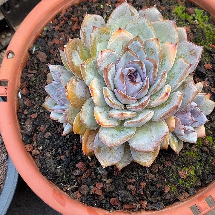 多肉植物一物一拍