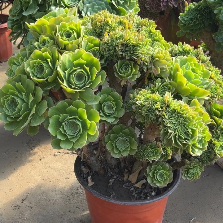 鲜花，绿植，一物一派