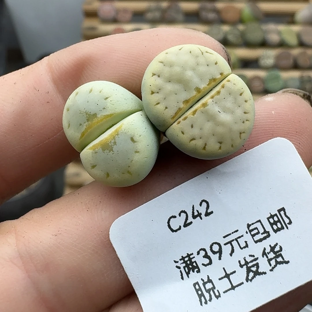 242多肉哈哈哈哈哈哈
