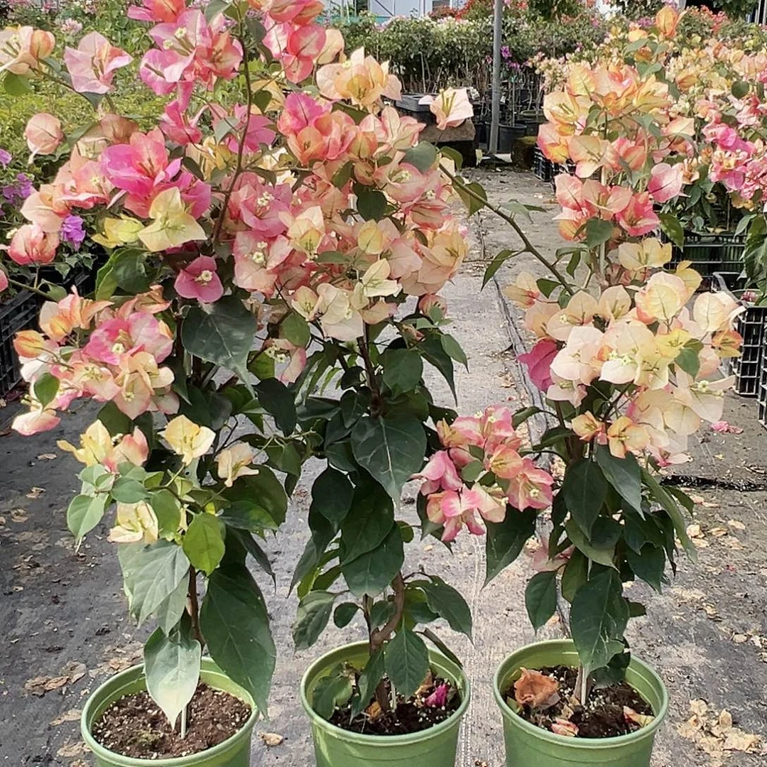 大部分花苞少量开放奇特拉冰带竹一颗