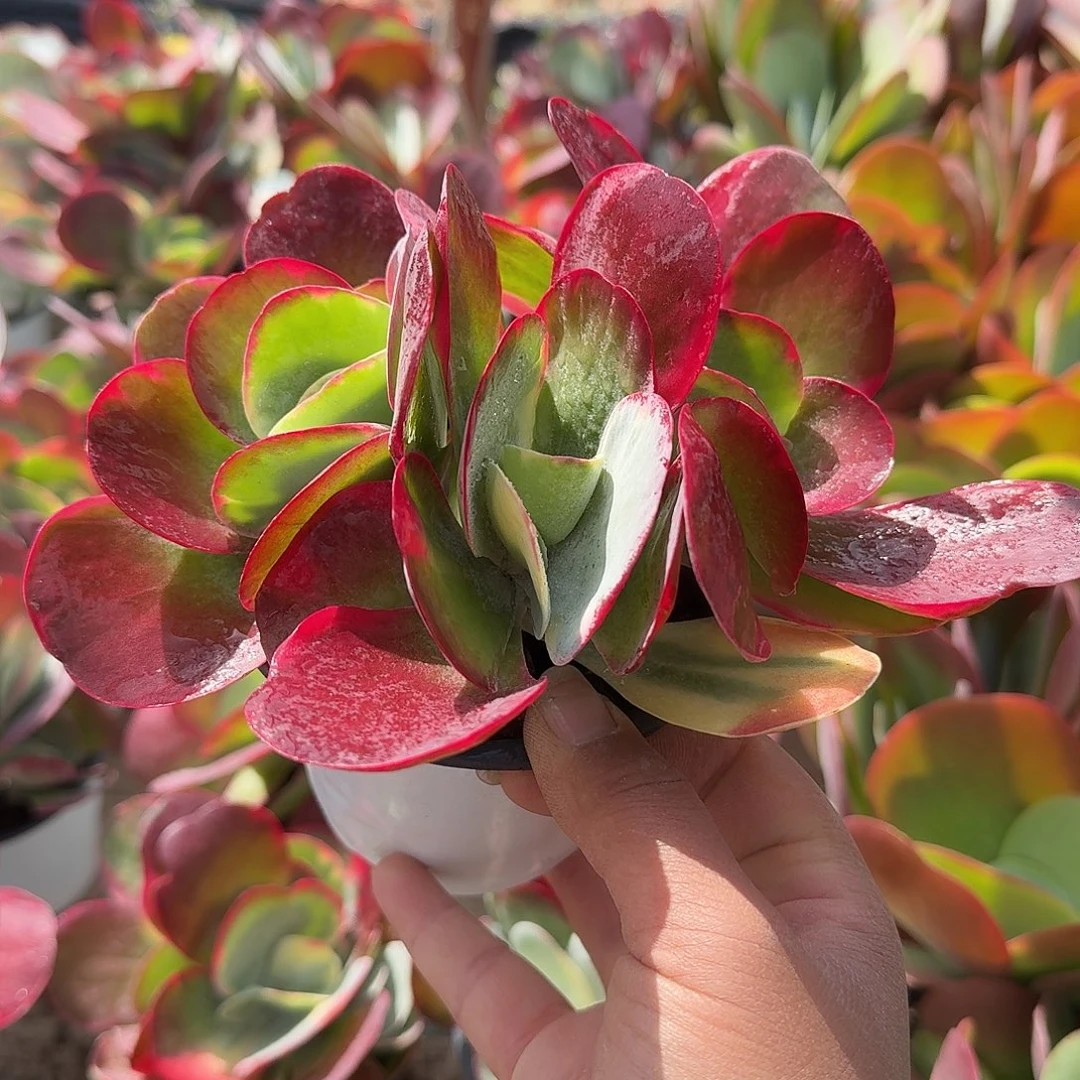 唐印锦群生多肉植物