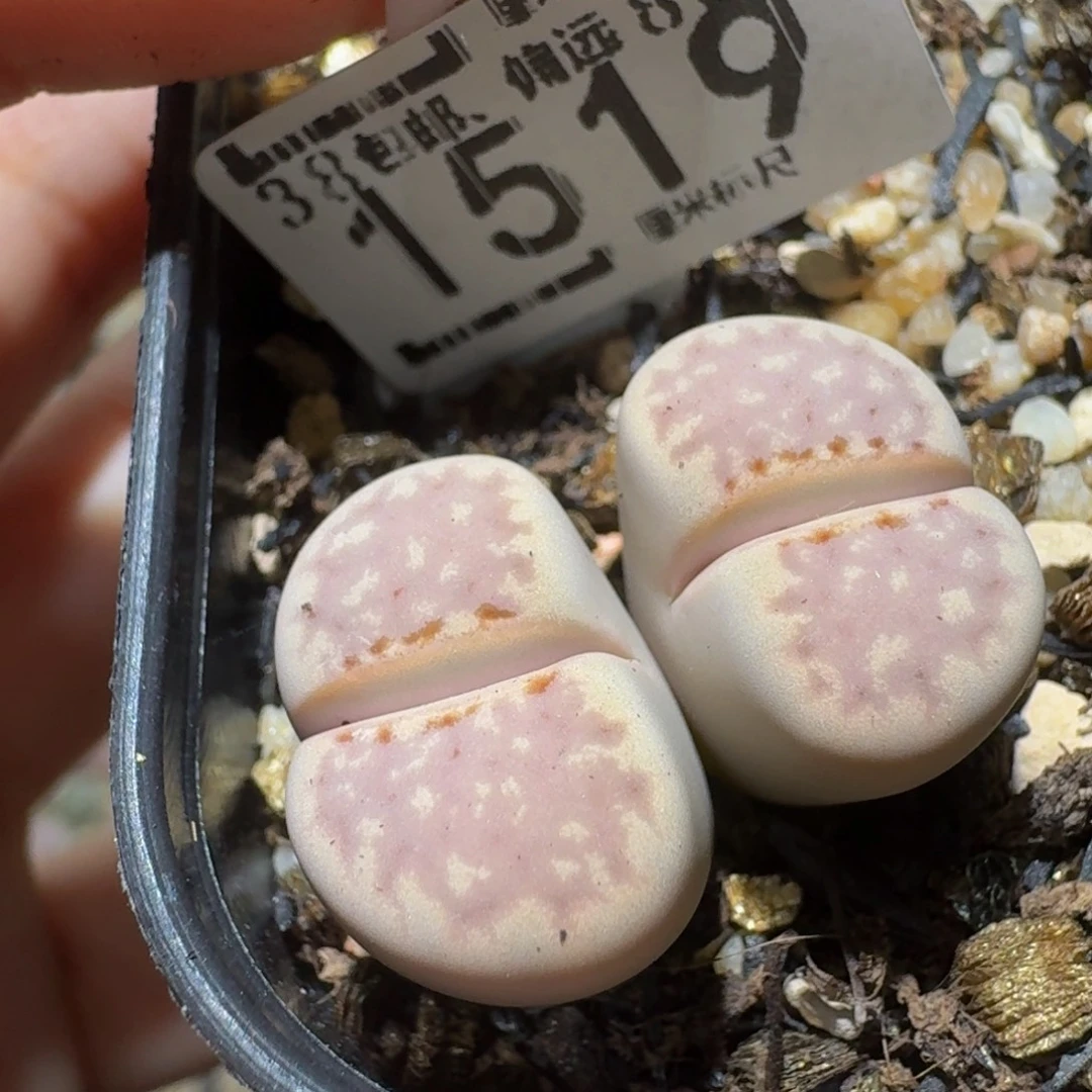 Sssss精品生石花1519