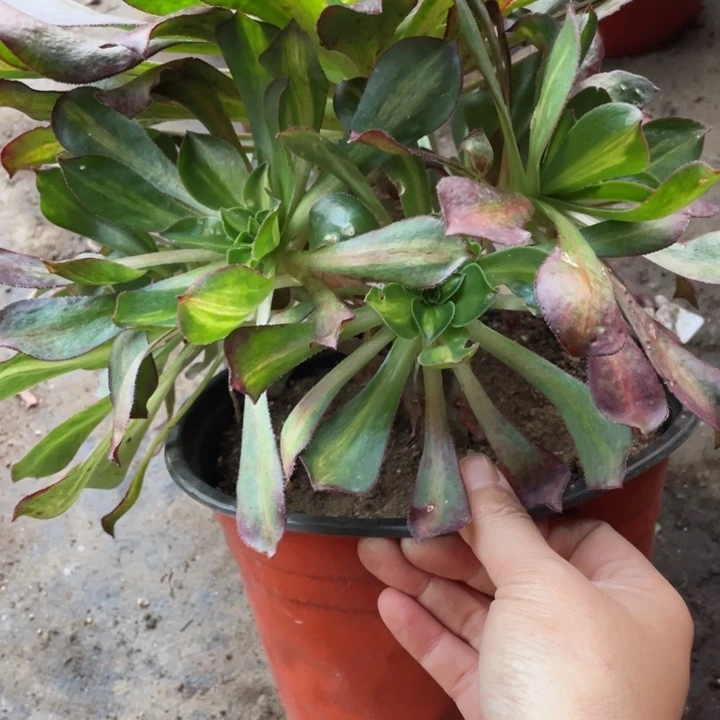 428魅影中班多肉123446789