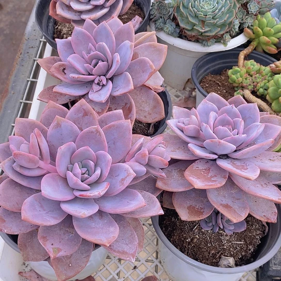 红茶大单头精控老桩二盆