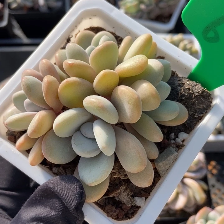 688粉兔多肉植物保护