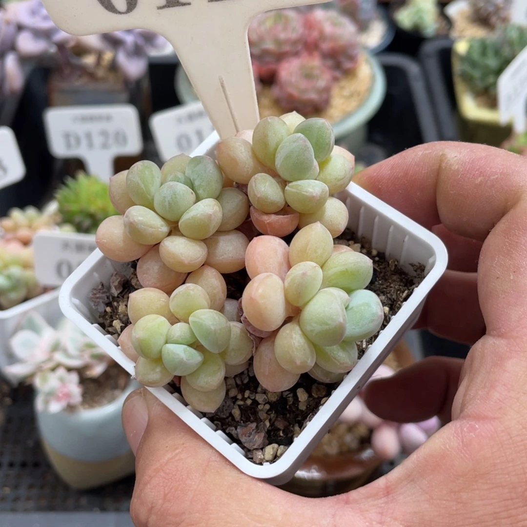 ?****?0111泡泡糖不带盆啦啦啦