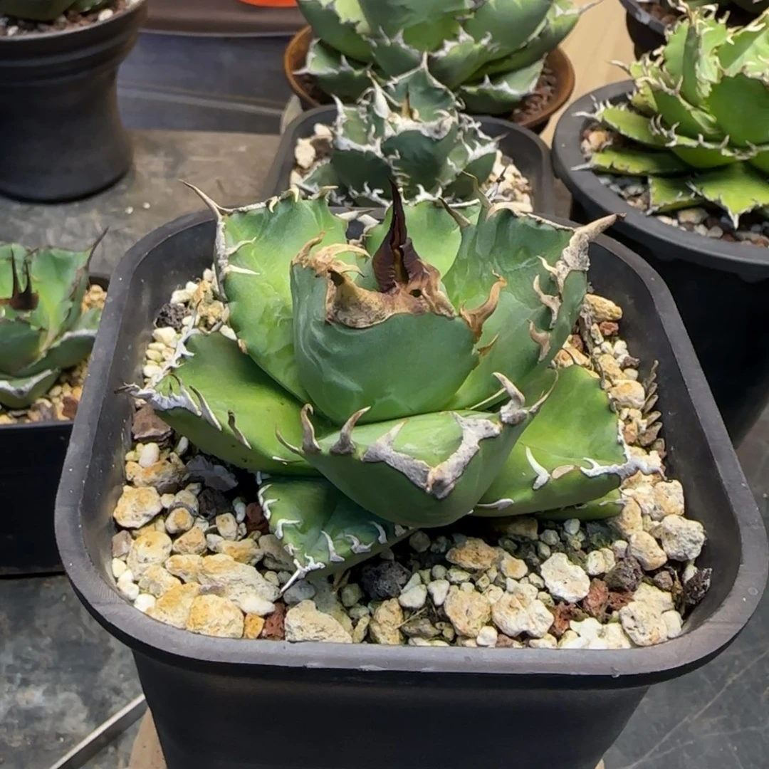 魔丸仁王冠龙舌兰