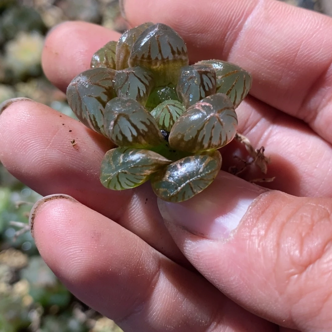 玉***玉696 一颗福利。