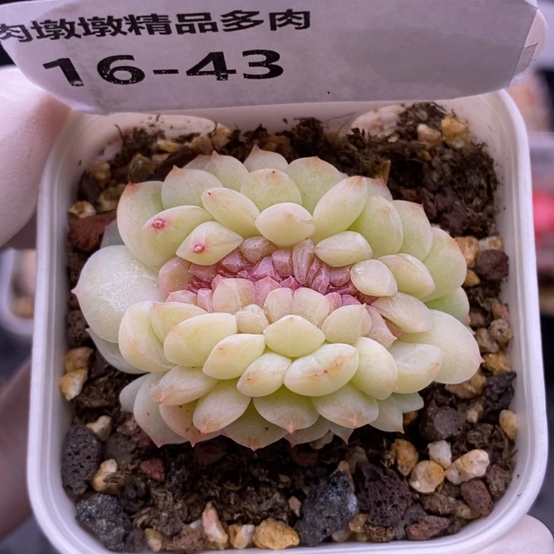 【闪购商品】16-43