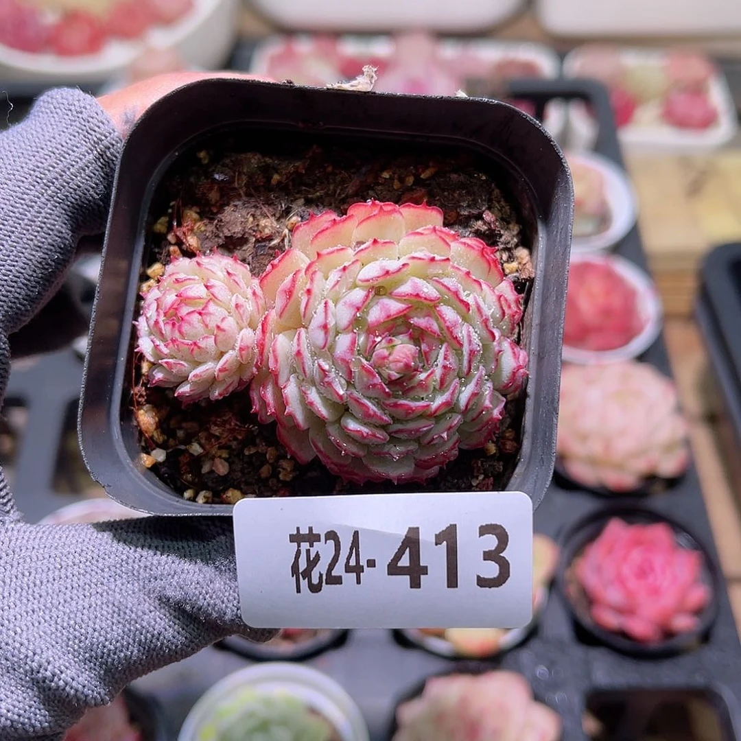 花24-413小红船带仔