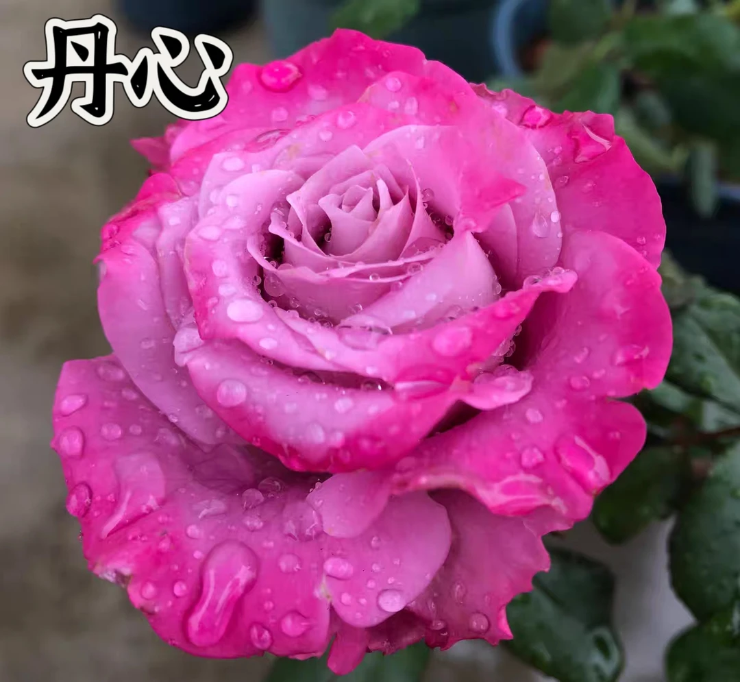 【丹心】芊喜花园精选月季鲜花玫瑰花浓香耐热耐开实生根接露天苗