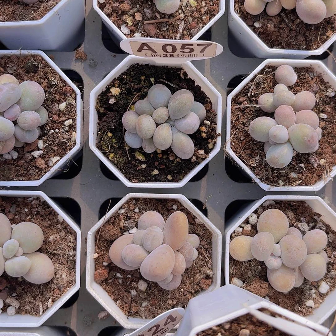 A057奶酪一物一拍