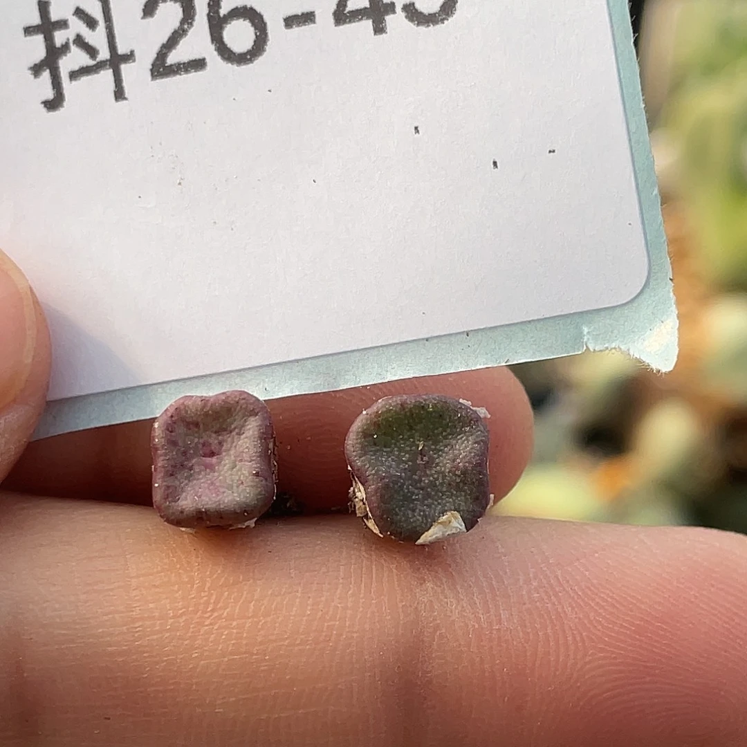 26-43方碗多肉植物