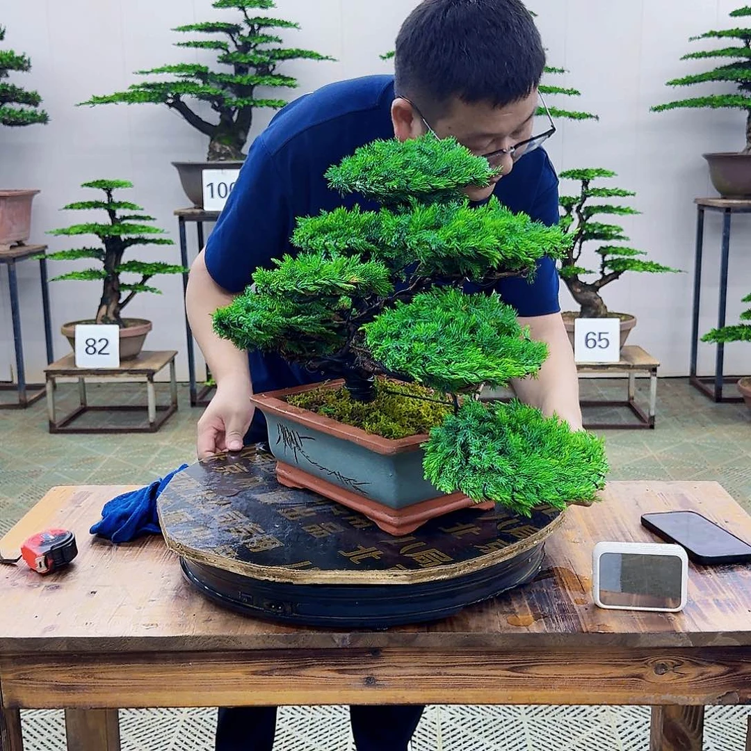 无花朵柏树造型盆景带盆