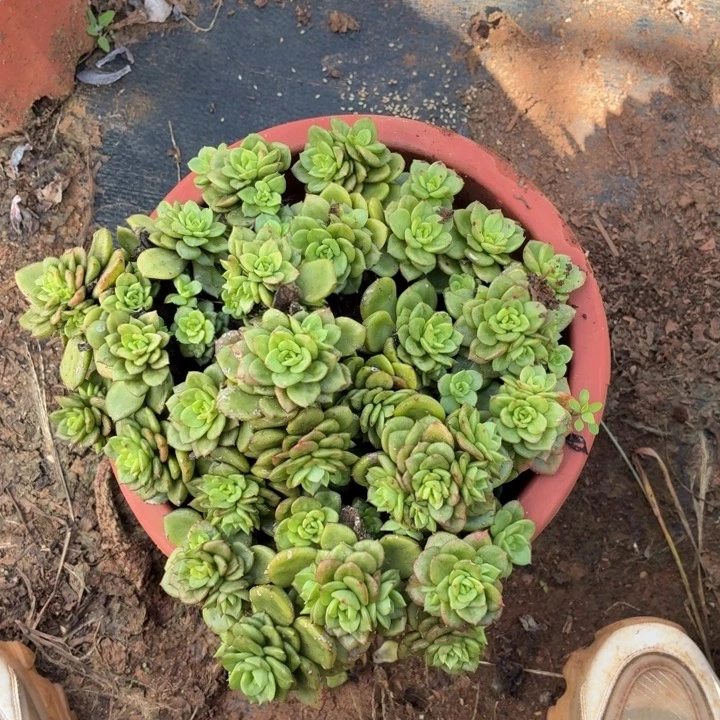童***2蜡牡丹。。。。。。。。。。。。。。。。。。