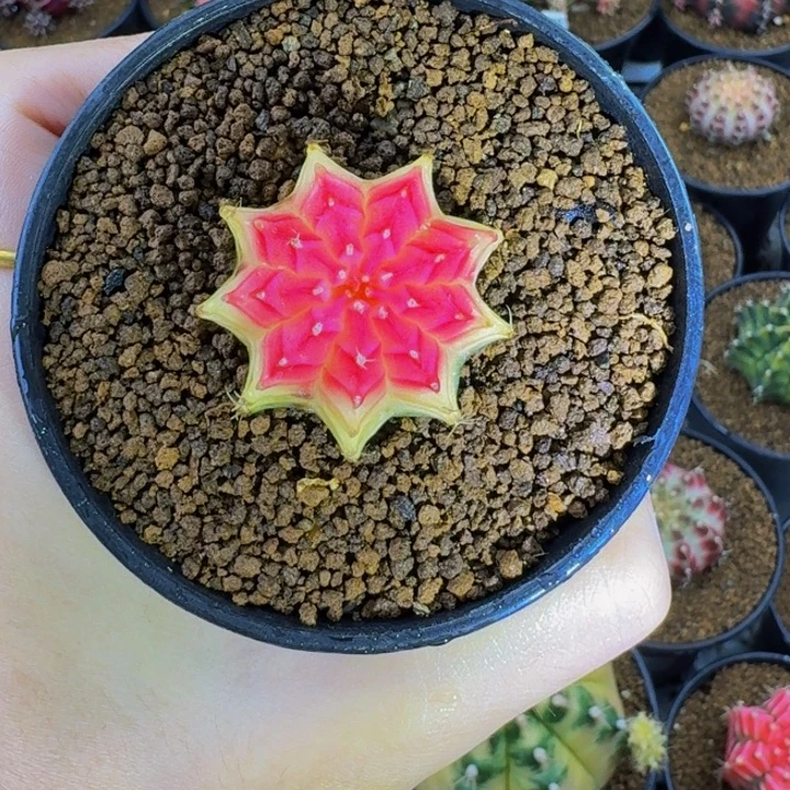 落日00000000000000103