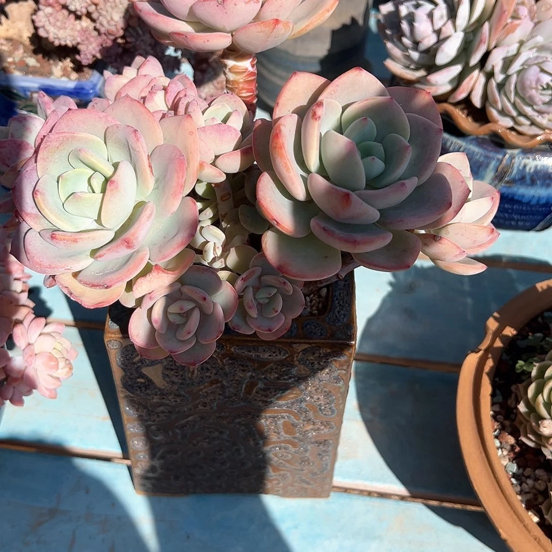 用****4白月光多肉植物脱土