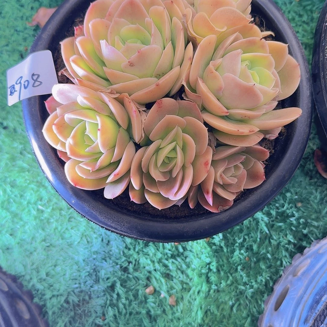 玉*2908星纳塔多肉