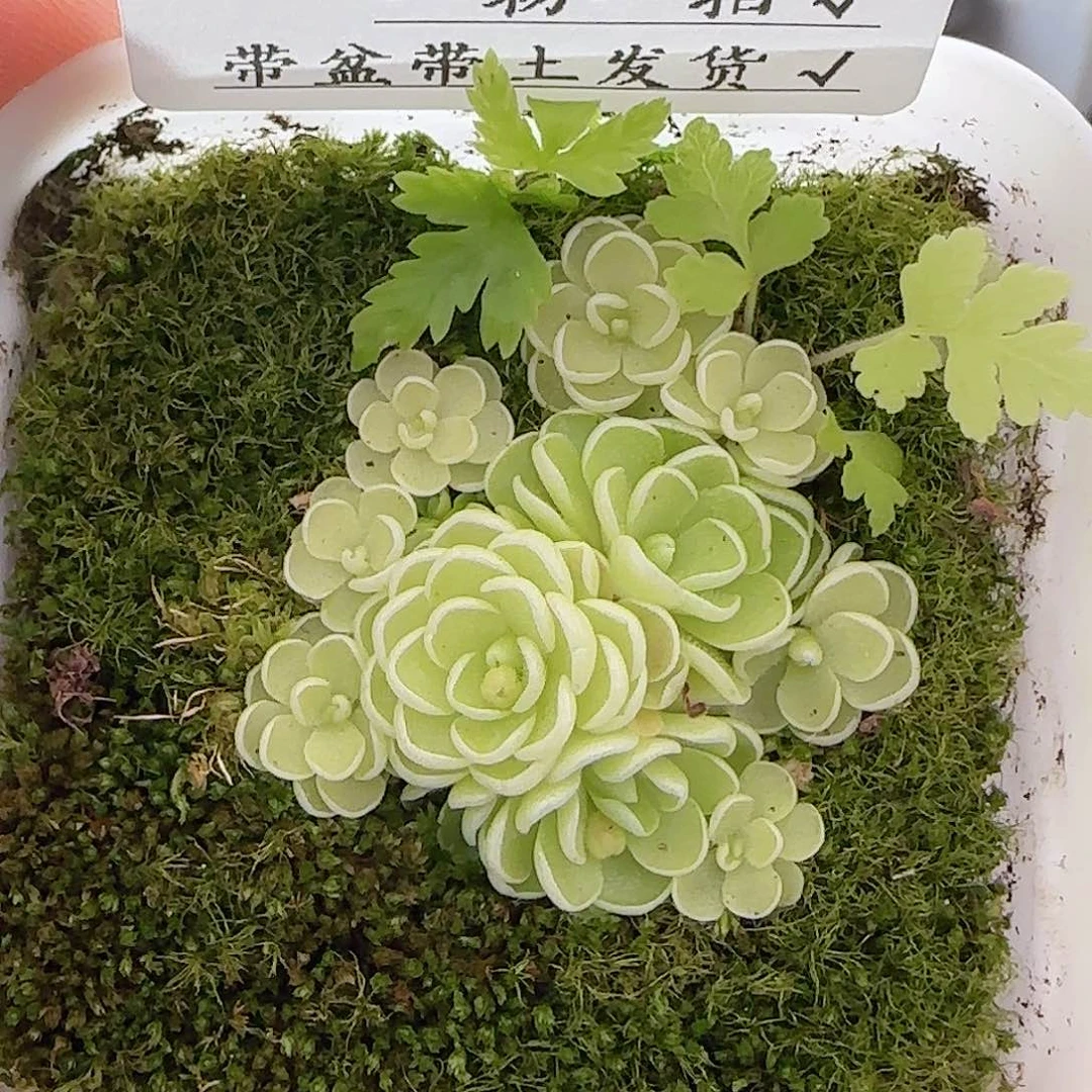 多肉0719-58爱丽丝捕虫堇