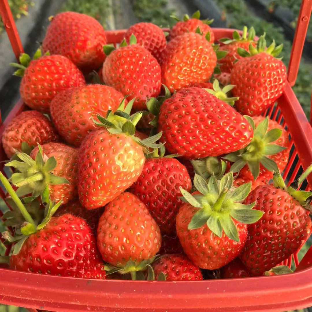 宏力草莓49元2斤