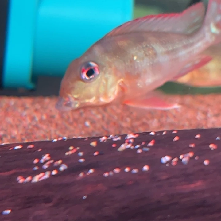 ****ò慈鲷鱼换7厘米血衣补差价