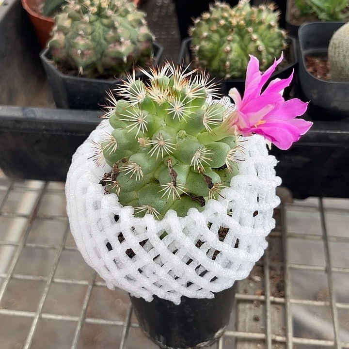 我也不知道我为什么要这样