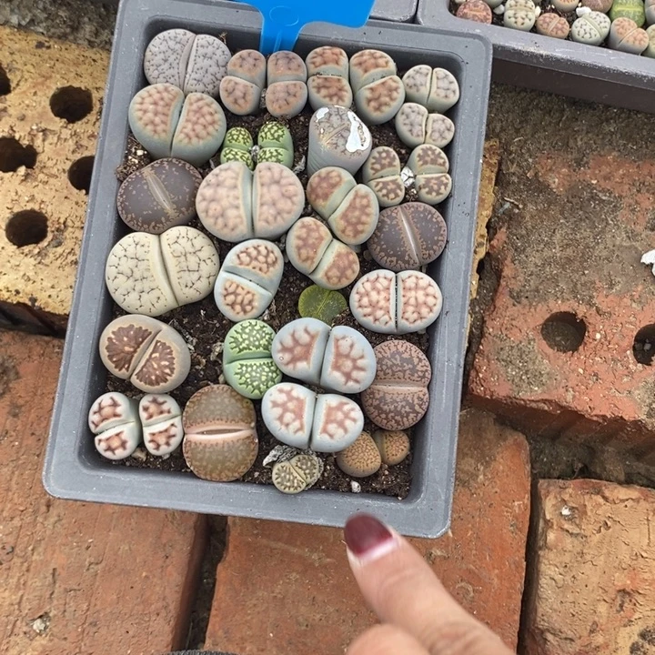 尹***◍生石花的季节是最833
