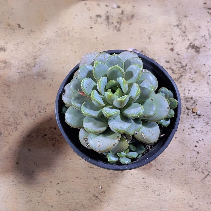 小***雅000000000000000505