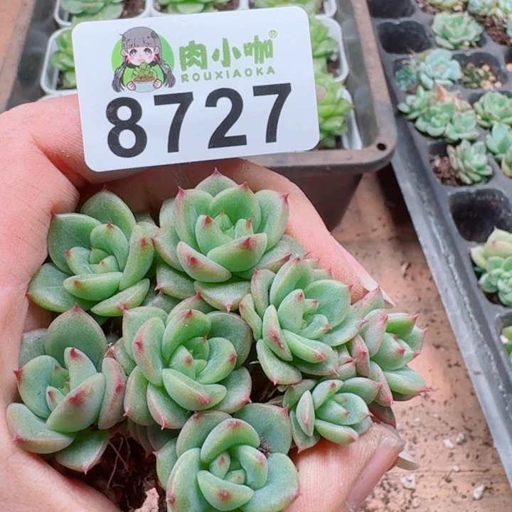 多肉植物多肉植物