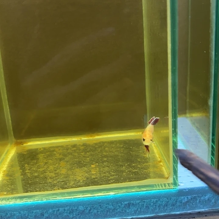 海水鱼改良中部00028